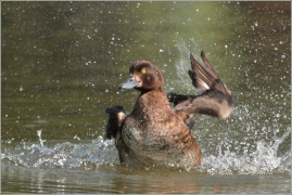 <p>Polák chocholačka (Aythya fuligula) –--- /Tufted duck – Reiherente/</p>